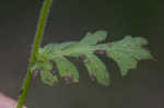 Fuzzy phacelia